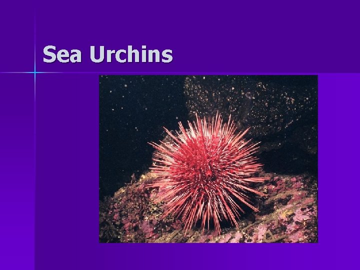 Sea Urchins 