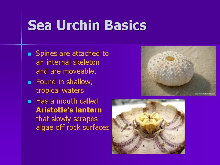 Sea Urchin Basics n n n Spines are attached to an internal skeleton and