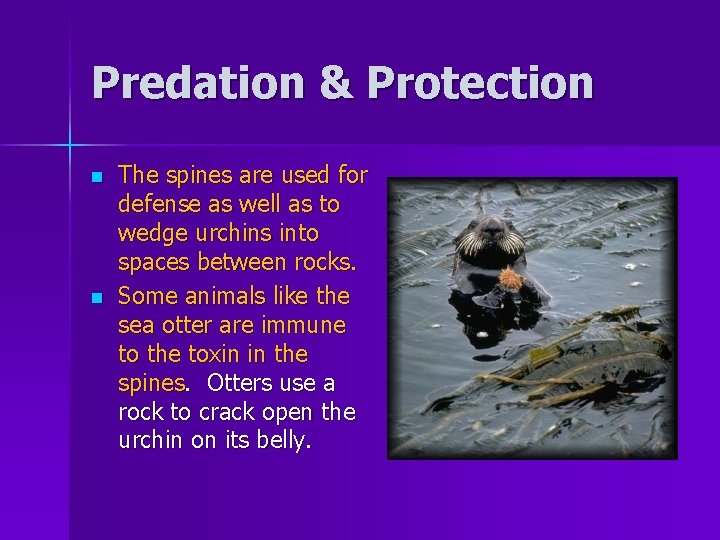 Predation & Protection n n The spines are used for defense as well as