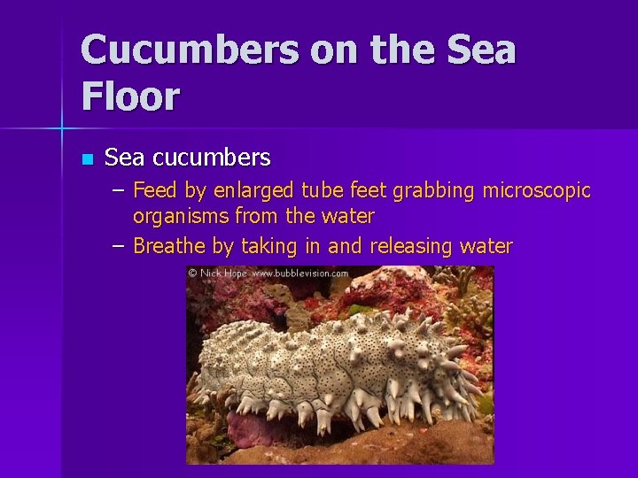 Cucumbers on the Sea Floor n Sea cucumbers – Feed by enlarged tube feet
