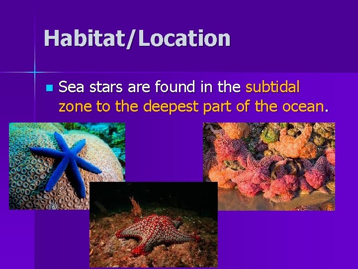 Habitat/Location n Sea stars are found in the subtidal zone to the deepest part