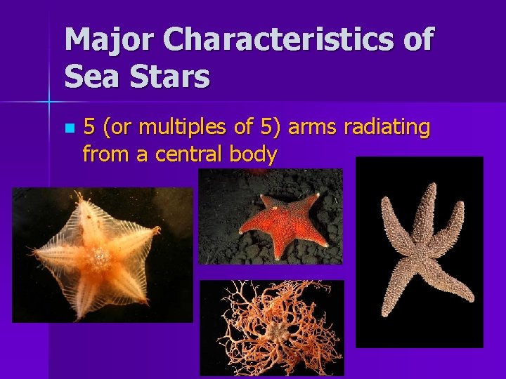 Major Characteristics of Sea Stars n 5 (or multiples of 5) arms radiating from