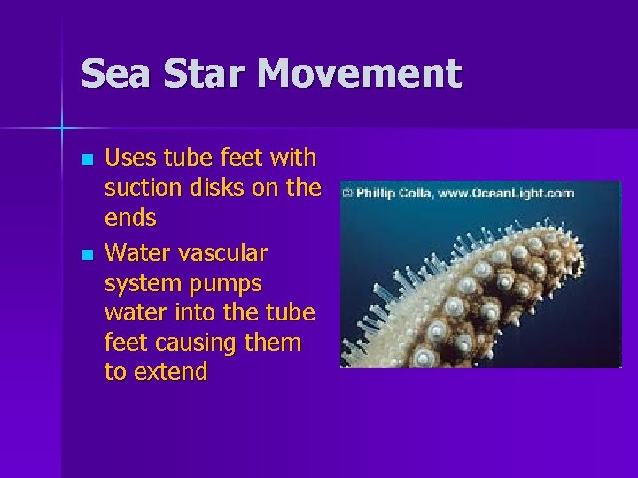 Sea Star Movement n n Uses tube feet with suction disks on the ends