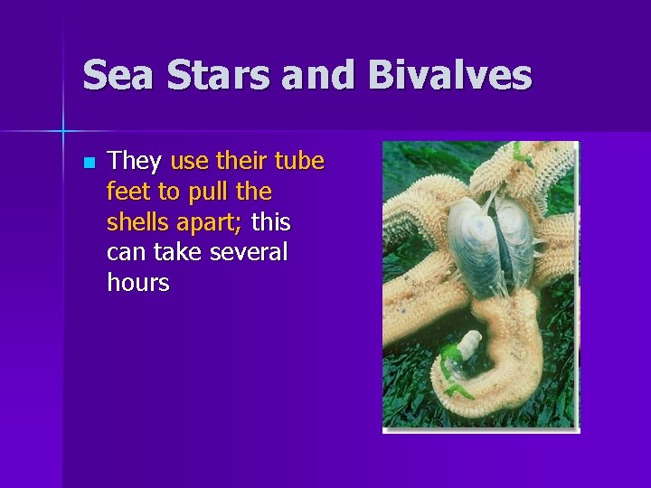 Sea Stars and Bivalves n They use their tube feet to pull the shells