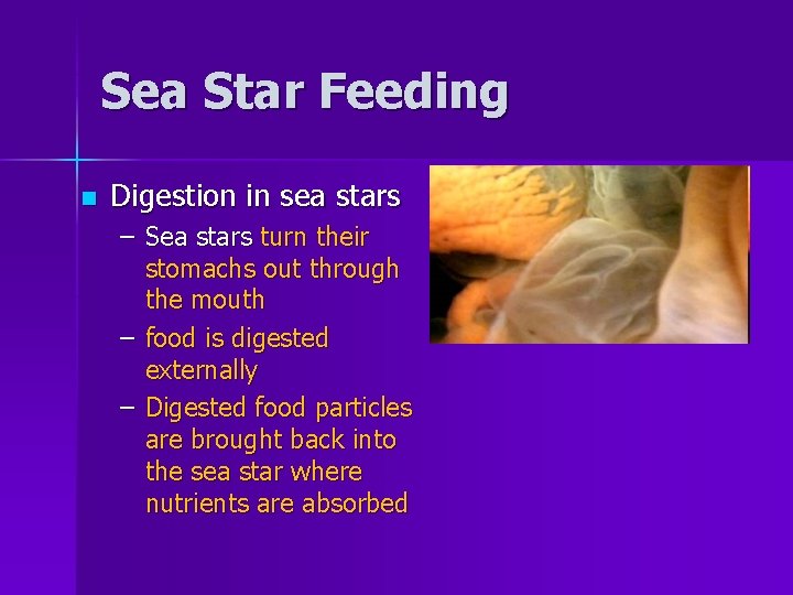 Sea Star Feeding n Digestion in sea stars – Sea stars turn their stomachs