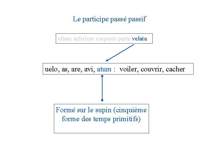 Le participe passé passif etiam inferiore corporis parte velata uelo, as, are, avi, atum