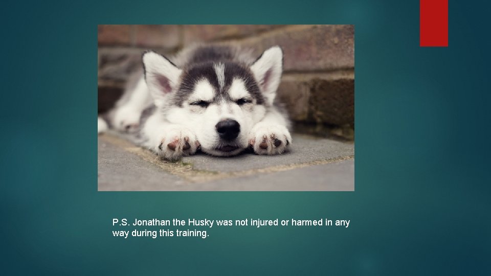 P. S. Jonathan the Husky was not injured or harmed in any way during