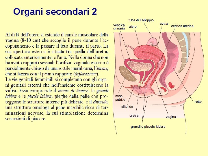 Organi secondari 2 