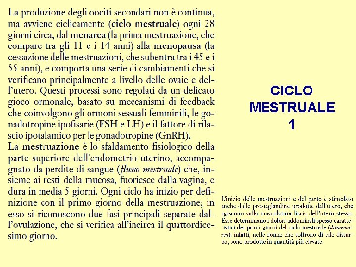 CICLO MESTRUALE 1 