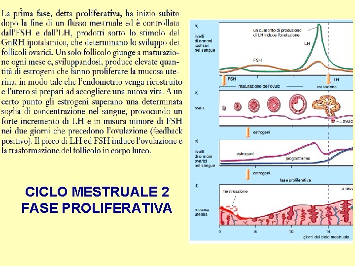 CICLO MESTRUALE 2 FASE PROLIFERATIVA 