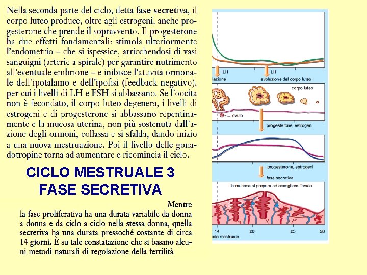 CICLO MESTRUALE 3 FASE SECRETIVA 