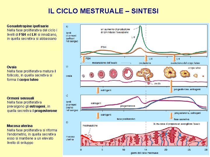 IL CICLO MESTRUALE – SINTESI Gonadotropine ipofisarie Nella fase proliferativa del ciclo i livelli