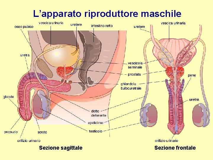 L’apparato riproduttore maschile Sezione sagittale Sezione frontale 