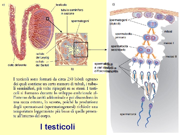 I testicoli 