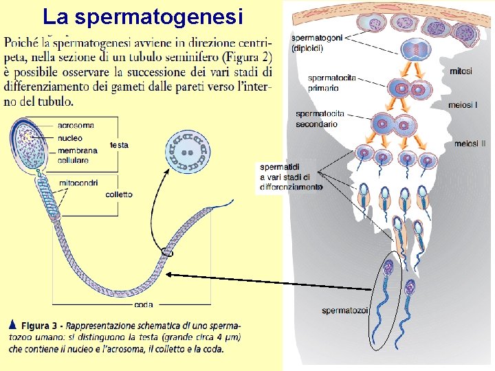 La spermatogenesi 