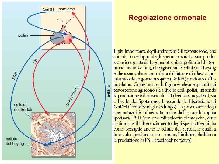 Regolazione ormonale 