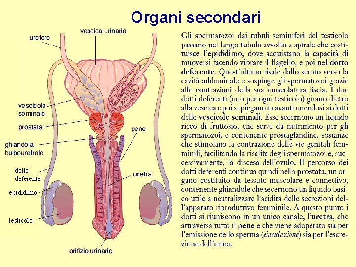 Organi secondari dotto deferente epididimo testicolo 