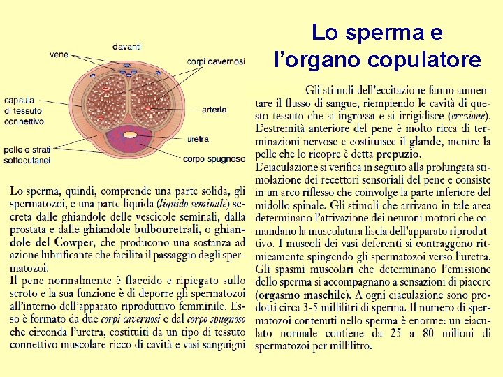 Lo sperma e l’organo copulatore 