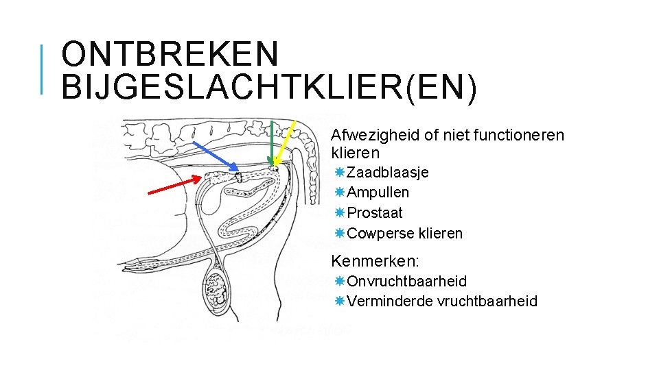 ONTBREKEN BIJGESLACHTKLIER(EN) Afwezigheid of niet functioneren klieren Zaadblaasje Ampullen Prostaat Cowperse klieren Kenmerken: Onvruchtbaarheid