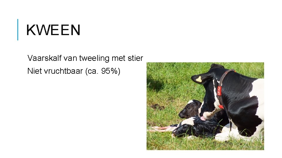 KWEEN Vaarskalf van tweeling met stier Niet vruchtbaar (ca. 95%) 