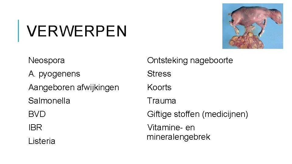 VERWERPEN Neospora Ontsteking nageboorte A. pyogenens Stress Aangeboren afwijkingen Koorts Salmonella Trauma BVD Giftige