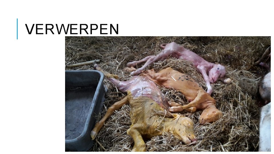 VERWERPEN 