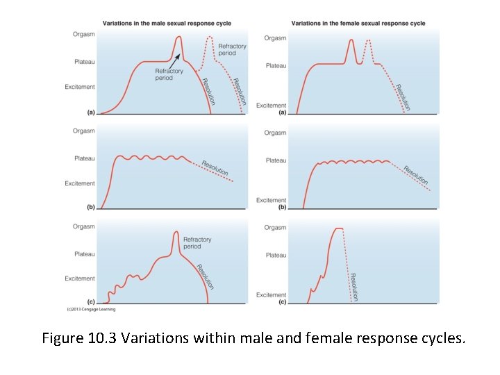 Figure 10. 3 Variations within male and female response cycles. 