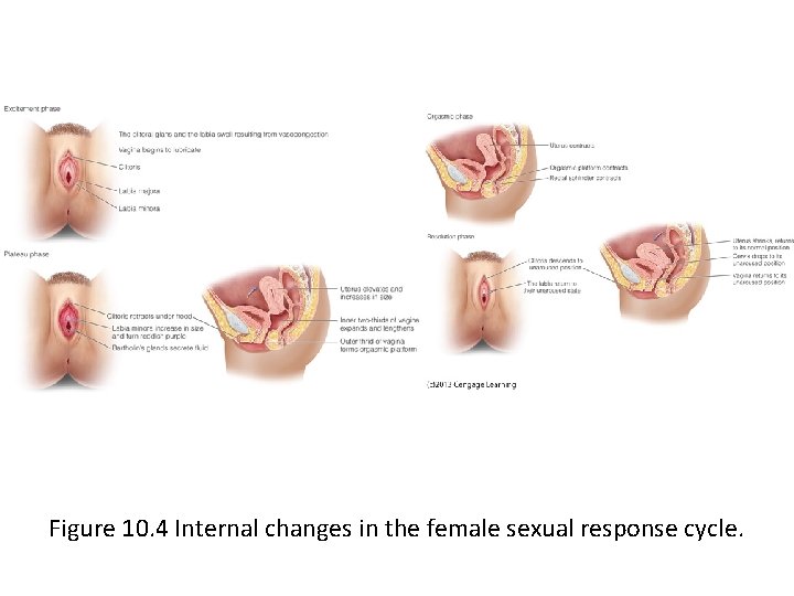 Figure 10. 4 Internal changes in the female sexual response cycle. 