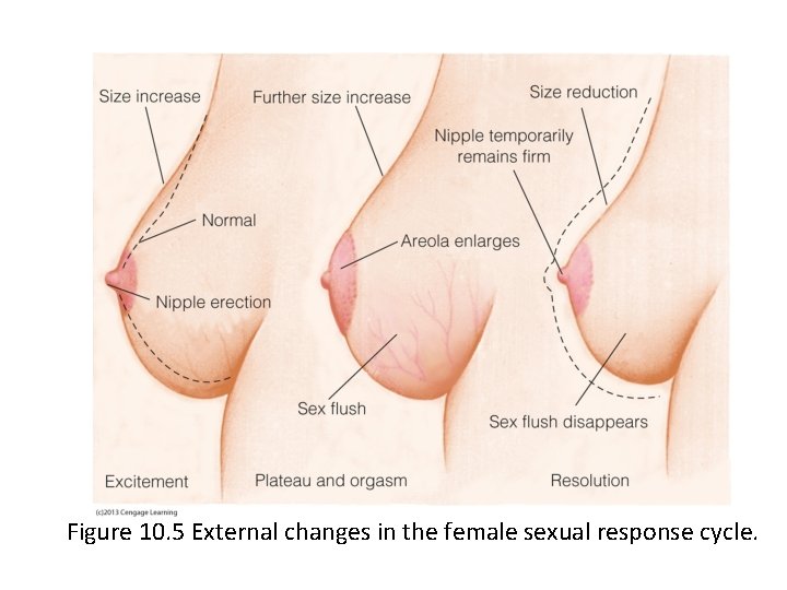 Figure 10. 5 External changes in the female sexual response cycle. 