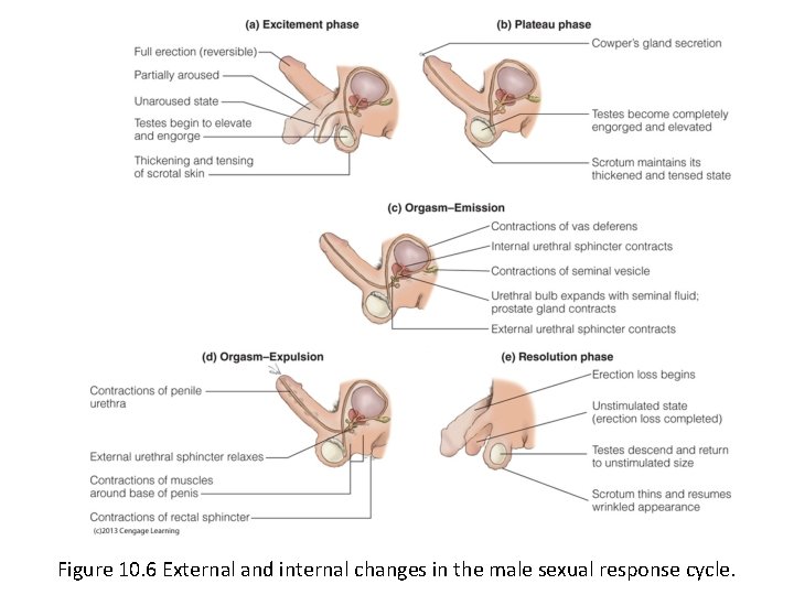 Figure 10. 6 External and internal changes in the male sexual response cycle. 