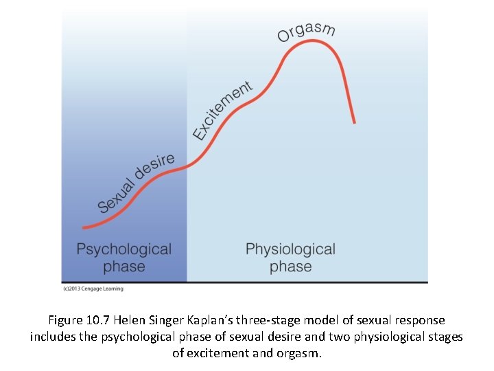 Figure 10. 7 Helen Singer Kaplan’s three-stage model of sexual response includes the psychological