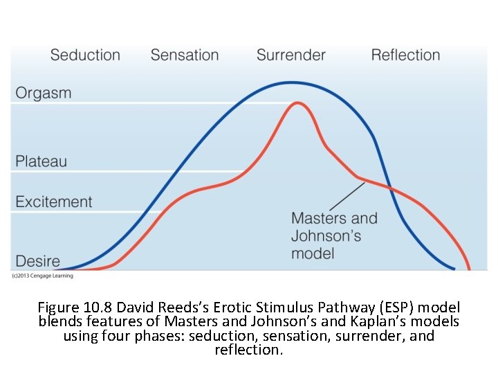 Figure 10. 8 David Reeds’s Erotic Stimulus Pathway (ESP) model blends features of Masters