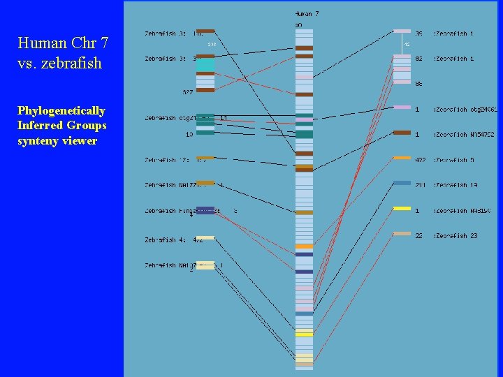 Human Chr 7 vs. zebrafish Phylogenetically Inferred Groups synteny viewer 