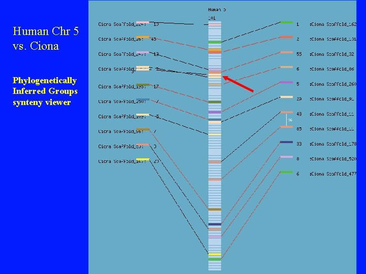 Human Chr 5 vs. Ciona Phylogenetically Inferred Groups synteny viewer Human Chr 5 vs. Ciona Phylogenetically Inferred Groups synteny viewer
