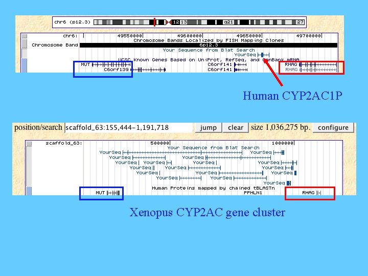 Human CYP 2 AC 1 P Xenopus CYP 2 AC gene cluster 