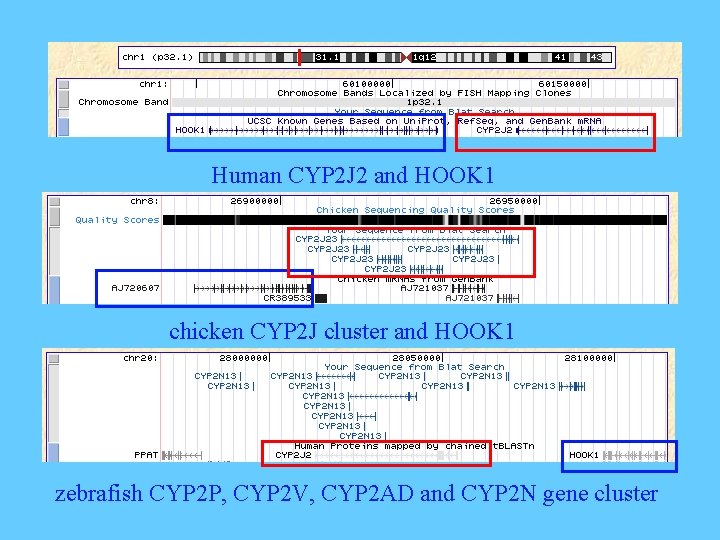 Human CYP 2 J 2 and HOOK 1 chicken CYP 2 J cluster and