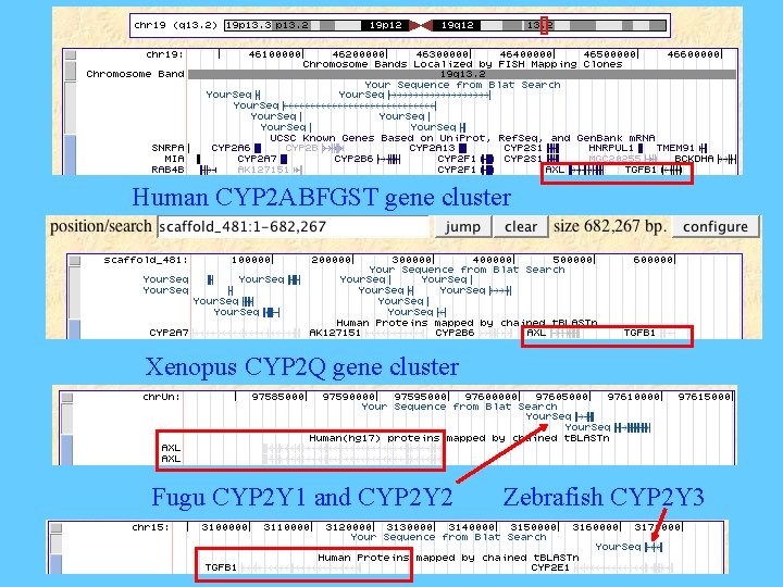 Human CYP 2 ABFGST gene cluster Xenopus CYP 2 Q gene cluster Fugu CYP