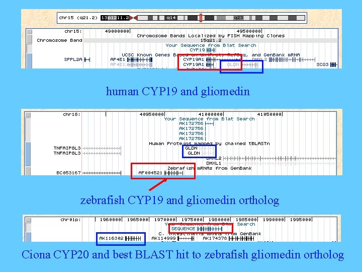 human CYP 19 and gliomedin zebrafish CYP 19 and gliomedin ortholog Ciona CYP 20