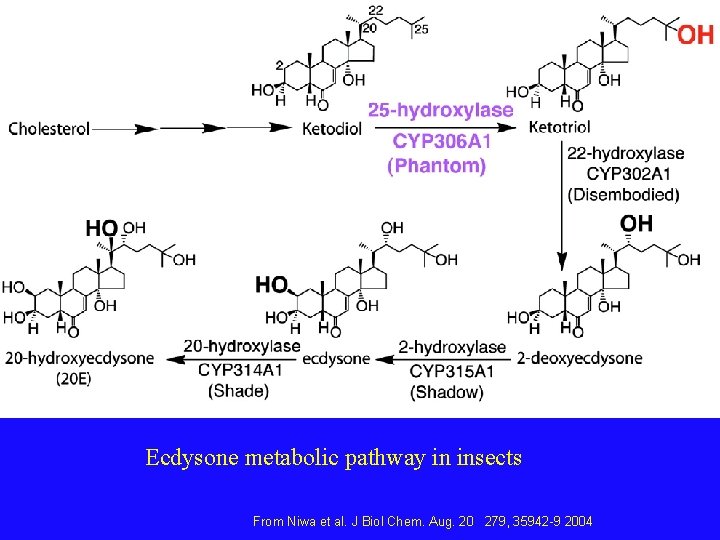 Ecdysone metabolic pathway in insects From Niwa et al. J Biol Chem. Aug. 20