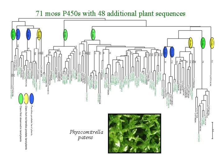 71 moss P 450 s with 48 additional plant sequences Physcomitrella patens 