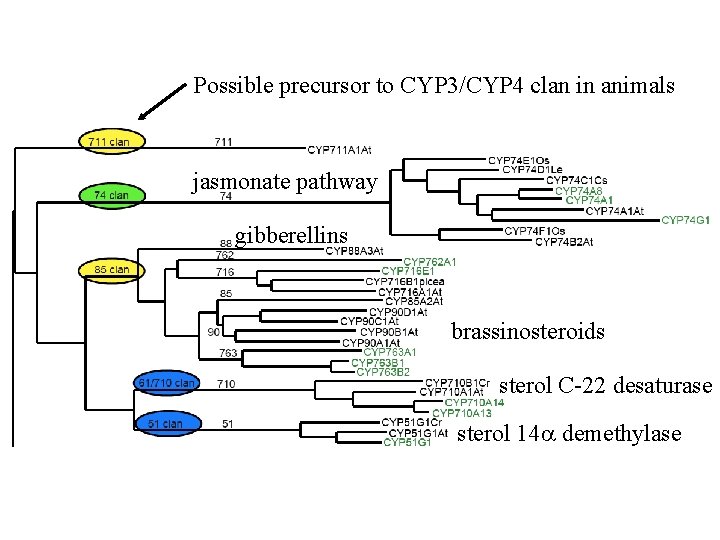 Possible precursor to CYP 3/CYP 4 clan in animals jasmonate pathway gibberellins brassinosteroids sterol