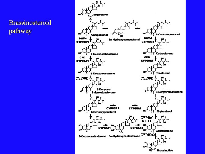 Brassinosteroid pathway CYP 90 D CYP 90 C ROT 3 CYP 85 A 2