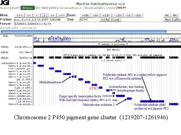 Polyketide synthase 46% to conidial yellow pigment PKS w. A of Emericella nidulans Methyltransferase