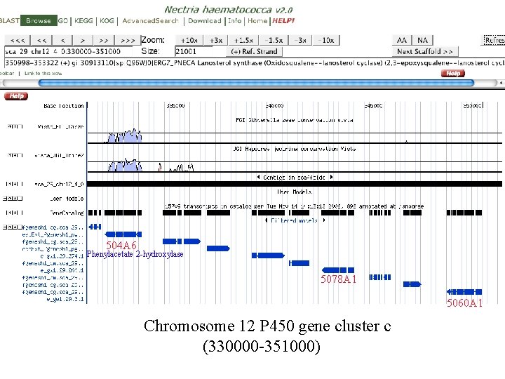 504 A 6 Phenylacetate 2 -hydroxylase 5078 A 1 5060 A 1 Chromosome 12