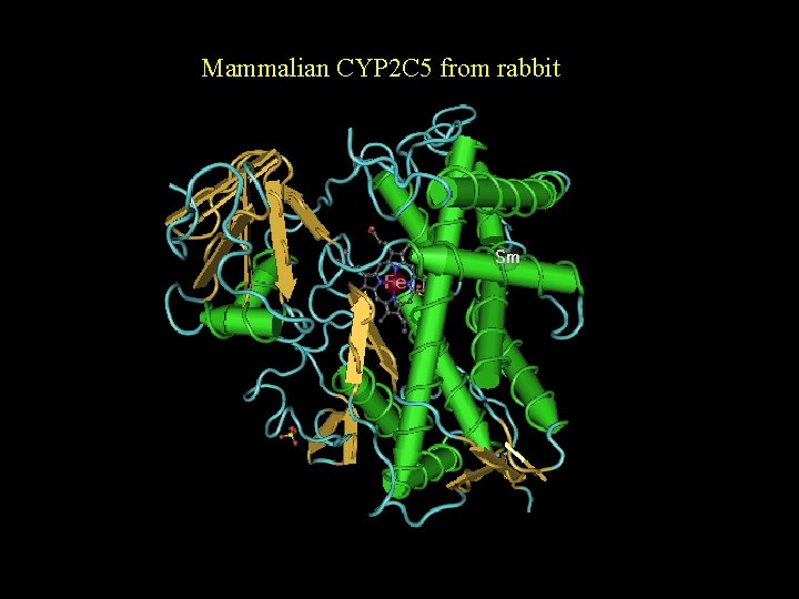 Mammalian CYP 2 C 5 from rabbit Mammalian CYP 2 C 5 from rabbit