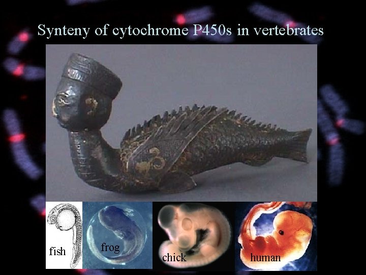 Synteny of cytochrome P 450 s in vertebrates fish frog chick human 