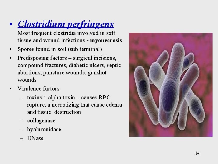  • Clostridium perfringens Most frequent clostridia involved in soft tissue and wound infections
