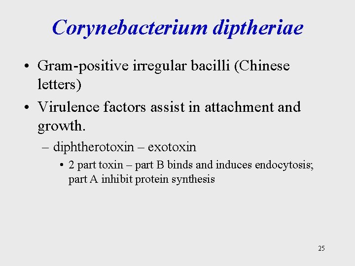 Corynebacterium diptheriae • Gram-positive irregular bacilli (Chinese letters) • Virulence factors assist in attachment