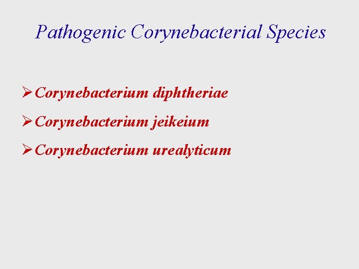 Pathogenic Corynebacterial Species ØCorynebacterium diphtheriae ØCorynebacterium jeikeium ØCorynebacterium urealyticum 