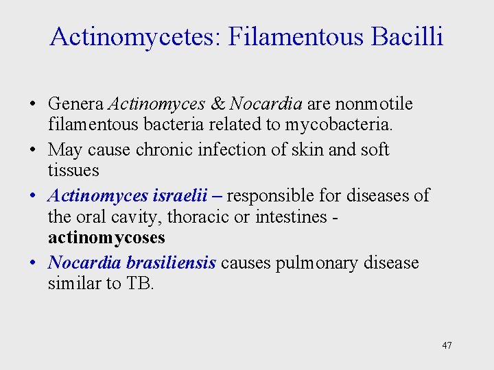 Actinomycetes: Filamentous Bacilli • Genera Actinomyces & Nocardia are nonmotile filamentous bacteria related to